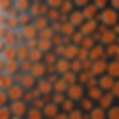 Exploring Varieties of Pizza Peels A collection of different types of pizza peels displayed together