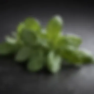 Fragrant Basil Leaves Plucked Straight from the Garden Freshly Picked Basil Leaves