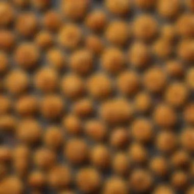 Diverse Aldi Macaroni Options A selection of Aldi macaroni varieties showcased in an elegant arrangement