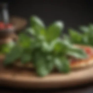 Leafy Elegance: Basil's Fragrant Dance Freshly Harvested Basil Leaves