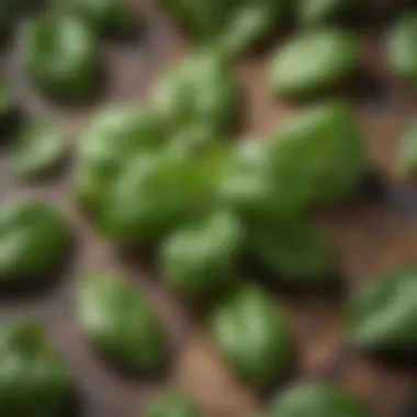 Freshly picked organic basil leaves