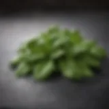 Freshly Handpicked Basil Leaves