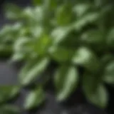 Fresh basil leaves showcasing vibrant green color