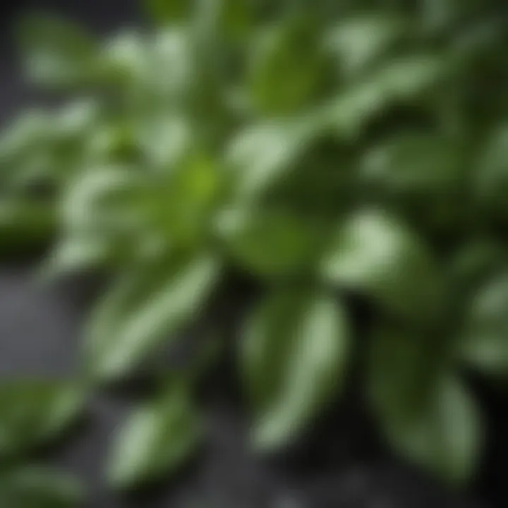 Fresh basil leaves showcasing vibrant green color